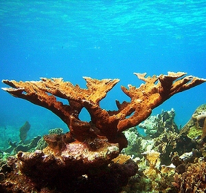 7901elkhorn-coral (300x281).jpg