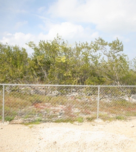 Protective fence surrounding Wash Wood Trees (268x300).jpg