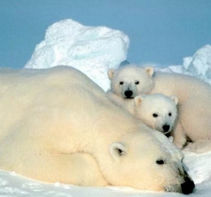 arctic-polar-bears-110225-02 (300x280).jpg
