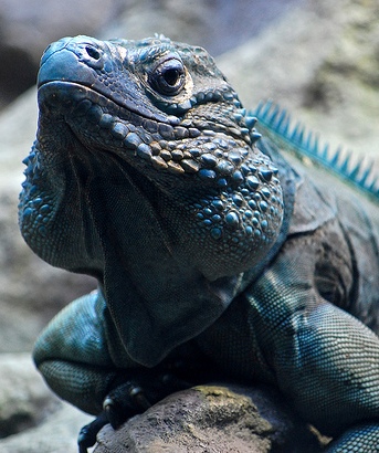 blue iguana_1.jpg