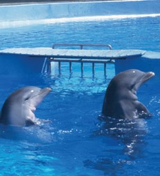 Cayman Islands News, Grand Cayman Island Headline News, Cayman captive dolphin facilities