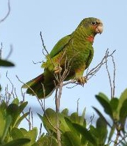 cayman-parrot.jpg