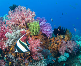 coral-reef-278x225.jpg