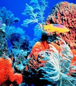 coral_reef_florida (266x300).jpg