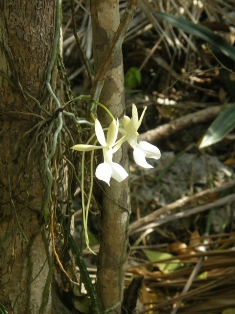 Cayman Islands news, Cayman Islands science & nature news, Queen Elizabeth Botanic Park, Orchids
