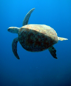green-sea-turtle (247x300).jpg