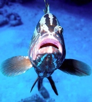 grouper face_0.jpg