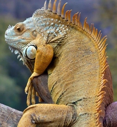 iguana (230x250).jpg