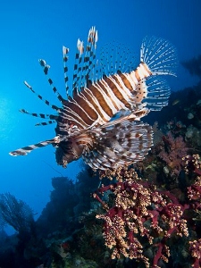 lionfish (225x300).jpg