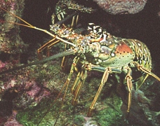 Cayman Islands News, Grand Cayman Science & Nature news, Cayman lobster