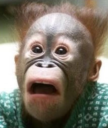 shocked monkey_1.JPG