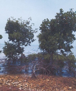 ss mangrove (251x300).jpg