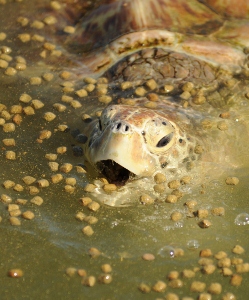 turtle feeding.jpg